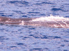 2012-mauritius05