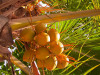 2012-mauritius08