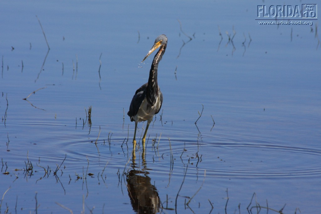 20101008_way_to_cape_coral_mk086