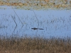 20101008_way_to_cape_coral_mk068