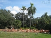 20101014_cape_coral6_busch_gardens_mk048