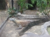 20101014_cape_coral6_busch_gardens_mk067