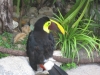 20101014_cape_coral6_busch_gardens_mk070