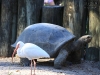 20101014_cape_coral6_busch_gardens_mk250