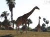 20101014_cape_coral6_busch_gardens_mk309