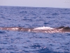 20121026_tag9_mru_dolswim_mk057