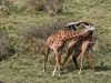 20130924-26_flug_arusha_np_mk114