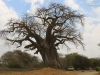 20130927_tarangire_np_mk045