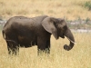 20130927_tarangire_np_mk070