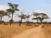 20130927_tarangire_np_mk127