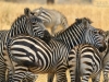 20130927_tarangire_np_mk135