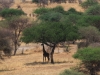 20130927_tarangire_np_mk149