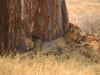 20130927_tarangire_np_mk209