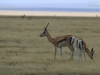 20130928_serengeti_mk142