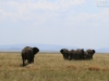 20130928_serengeti_mk257