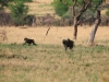 20130929_serengeti_mk045