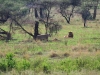 20130929_serengeti_mk056