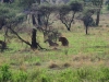 20130929_serengeti_mk062