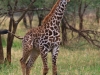 20130929_serengeti_mk157