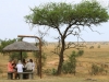 20130929_serengeti_mk208