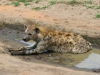 20130929_serengeti_mk210