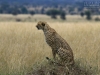 20130929_serengeti_mk240