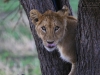 20130929_serengeti_mk359