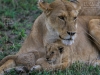 20130929_serengeti_mk396