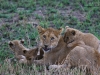 20130929_serengeti_mk433