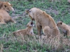 20130929_serengeti_mk459