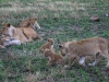 20130929_serengeti_mk462