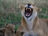 20130929_serengeti_mk475