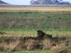 20130930_serengeti_mk026