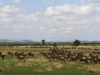 20130930_serengeti_mk133