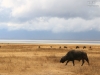 20131001_ngorongoro_krater_mk088