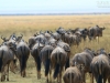 20131001_ngorongoro_krater_mk165