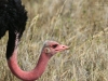 20131001_ngorongoro_krater_mk192