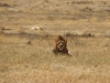 20131001_ngorongoro_krater_mk220