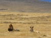 20131001_ngorongoro_krater_mk245