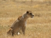 20131001_ngorongoro_krater_mk256