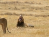 20131001_ngorongoro_krater_mk282