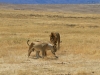 20131001_ngorongoro_krater_mk291