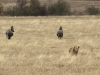 20131001_ngorongoro_krater_mk385