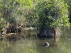 20140421_everglades_mk005