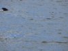 20140428_capecoral_mk22
