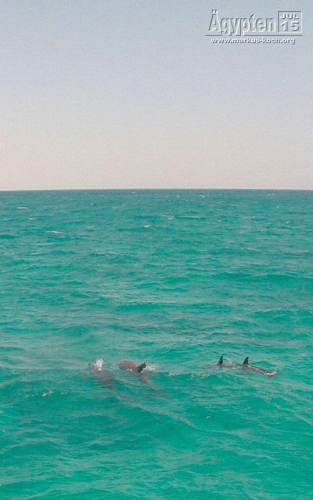 20150716-23_el_gouna_tauchen_egypt_mk087