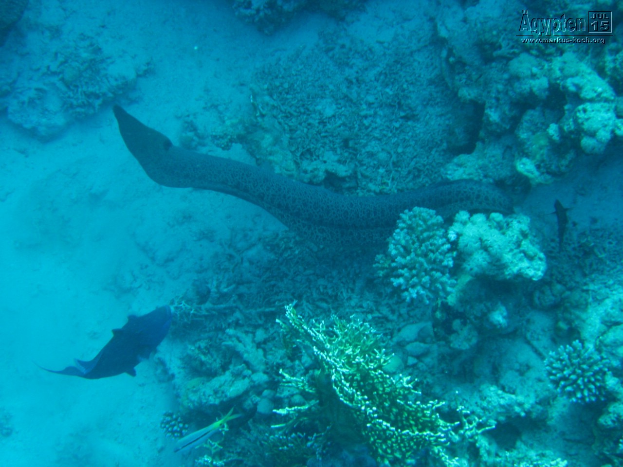 20150716-23_el_gouna_tauchen_egypt_mm424