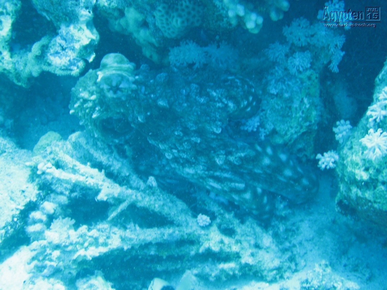 20150716-23_el_gouna_tauchen_egypt_mm491