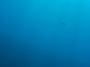 20150716-23_el_gouna_tauchen_egypt_mm111
