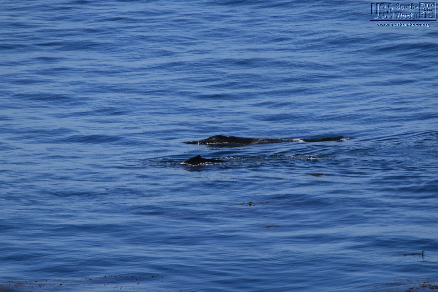 20150917_kirkcreek_us1_bigsur_monterey_watsonville_mk050